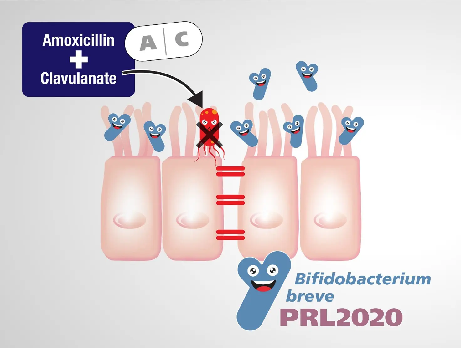 Save bifidobacteria: protect gut microbiota