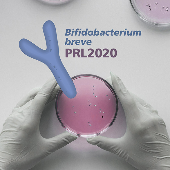 Preserving the balance in the intestinal microbiota