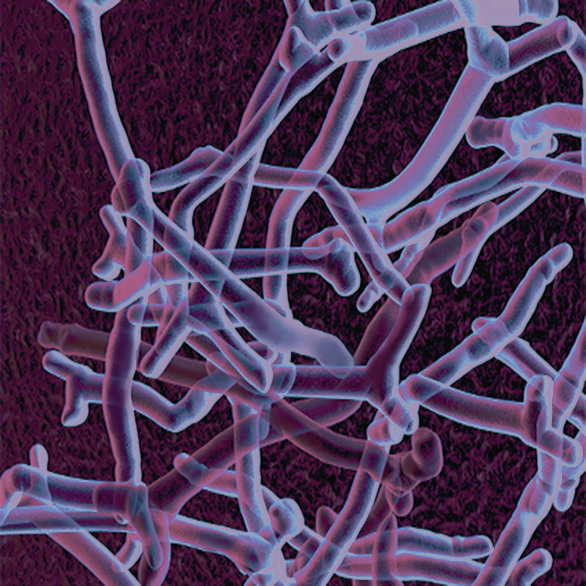 Il ruolo dei bifidobatteri nel microbiota umano